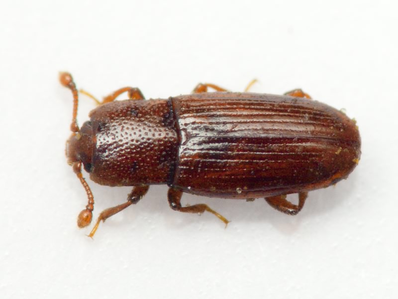 Cerylon histeroides (Fabricius, 1792)